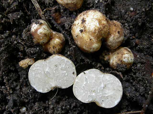 I funghi della foresta di Thann